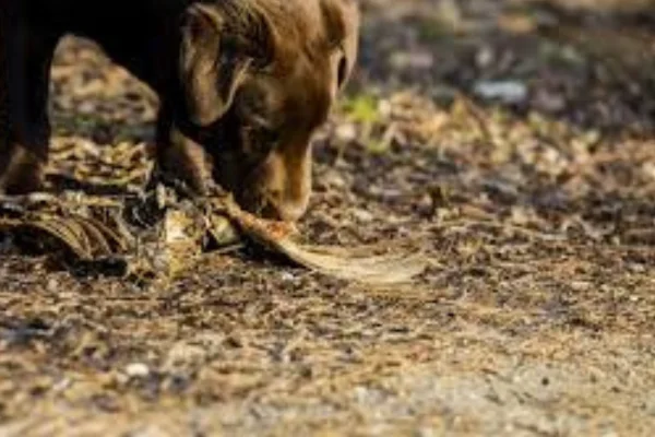 Botulismo em Cães