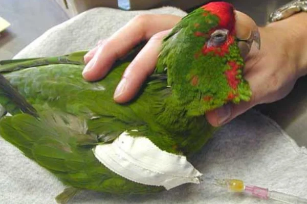 Chlamydiosis in Parrots