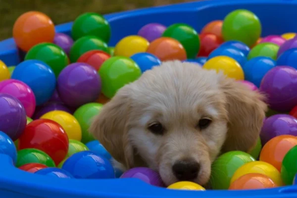 Creche Legal de Cachorro 