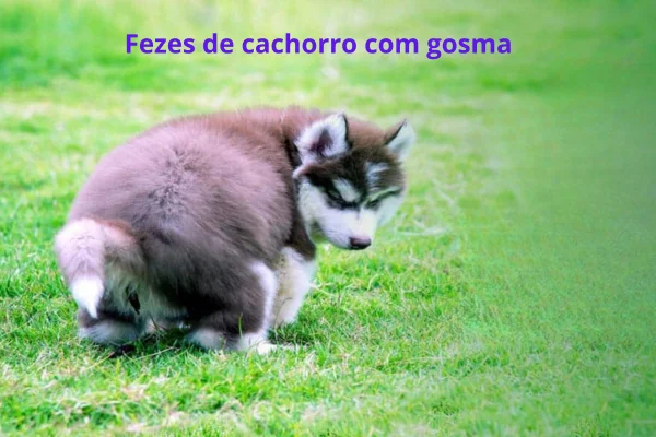 Fezes de cachorro com gosma