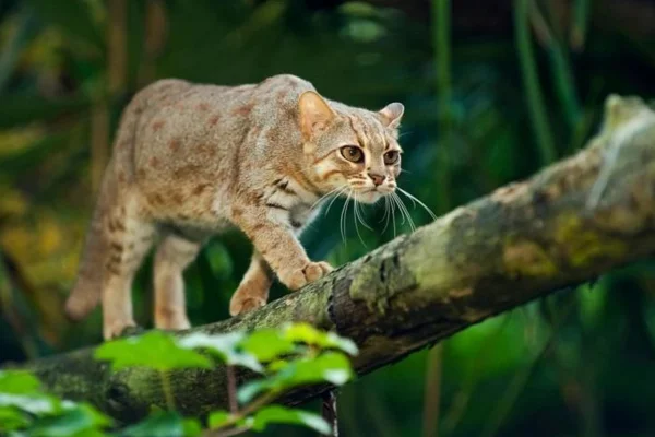 Gato-Ferrugem: O Menor Felino do Mundo