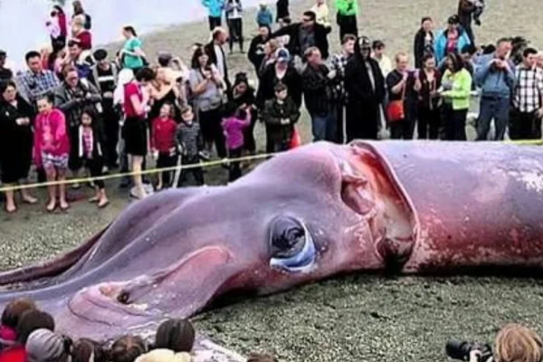 Giant squid (Architeuthis dux)