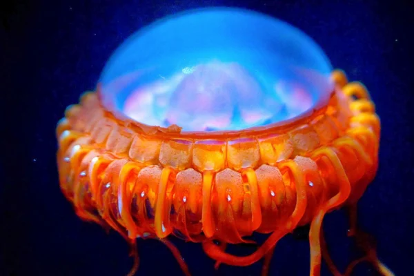 Fire jellyfish (Atolla wyvillei)