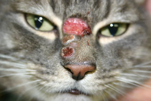 Pyoderma in cats