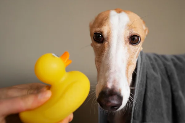 Pus sul pene del cane