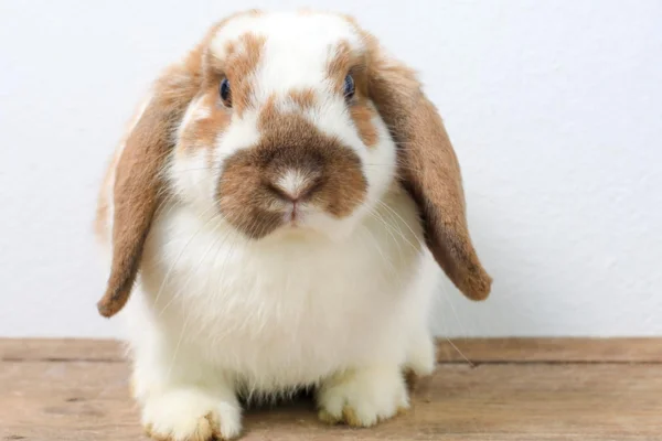 ¿Cuántos dientes tiene un conejo?