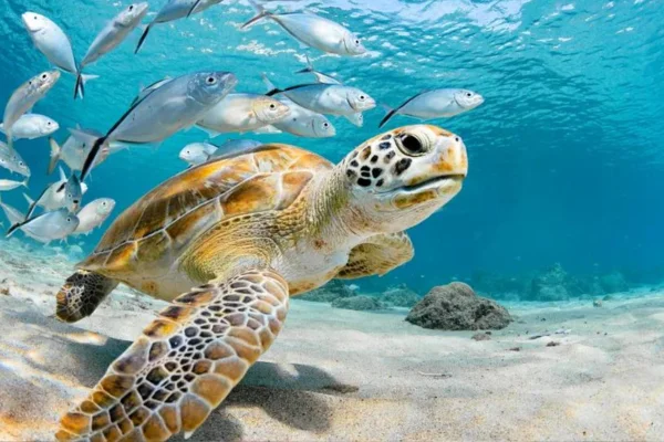 Le monde fascinant des tortues de mer