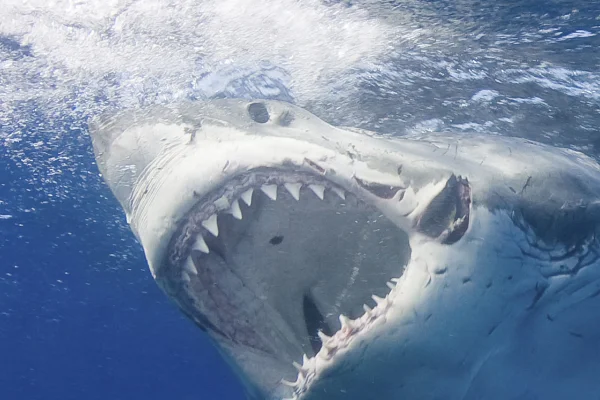 El peligroso pero intrigante tiburón blanco