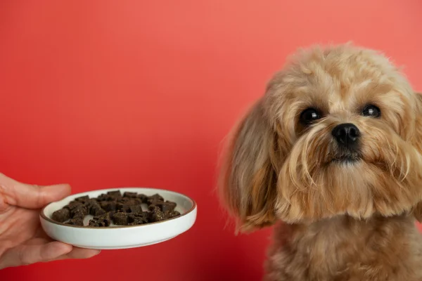 La mejor comida húmeda para su perro