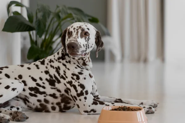 A Melhor Ração Úmida para Seu Cão 