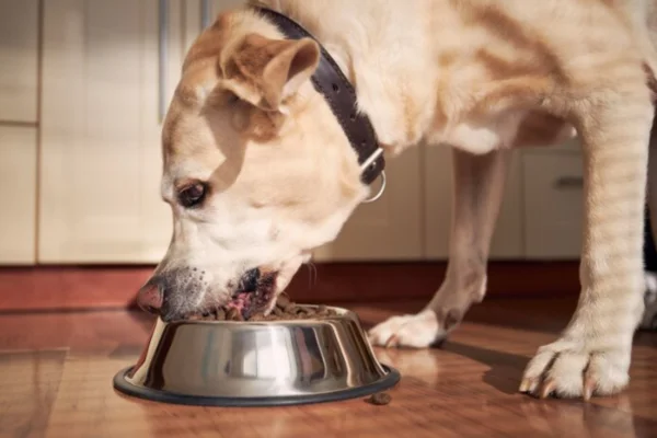 A Melhor Ração Úmida para Seu Cão 