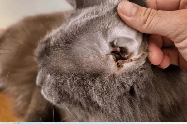 Les acariens chez les chats : traitement et prévention pour garder ton chat en bonne santé