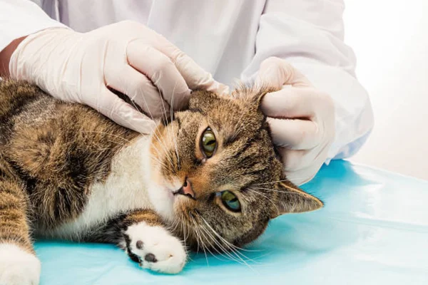 Les acariens chez les chats : traitement et prévention pour garder ton chat en bonne santé