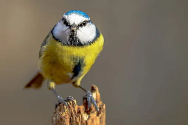 Alimento ideal para las crías de pájaros