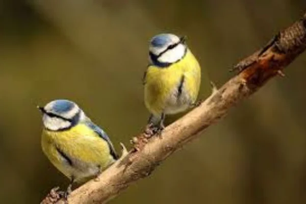 Nourriture idéale pour les bébés oiseaux