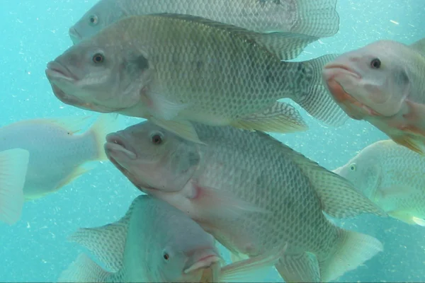 Cibi alternativi per la tilapia