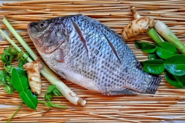 antibiótico para peixe?