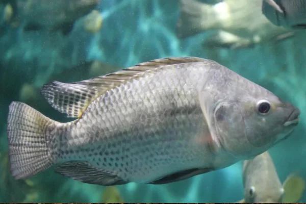 Cibi alternativi per la tilapia