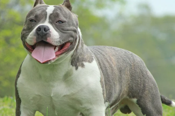 American Bully