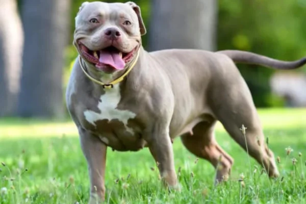 American Bully