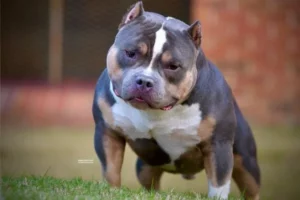 American Bully