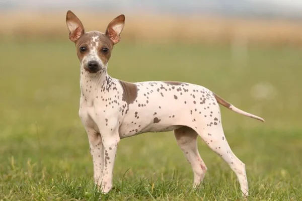 American Terrier senza pelo