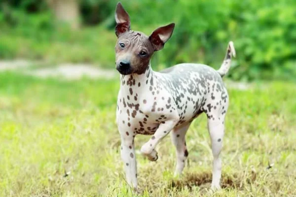 Terrier Americano Sem Pelo