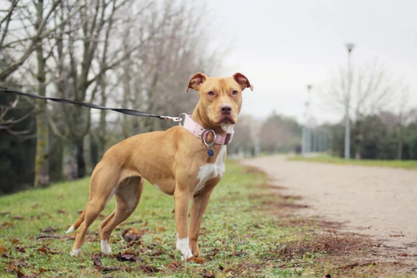 American Pit Bull Terrier (1)