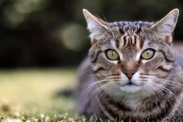 American Wirehair