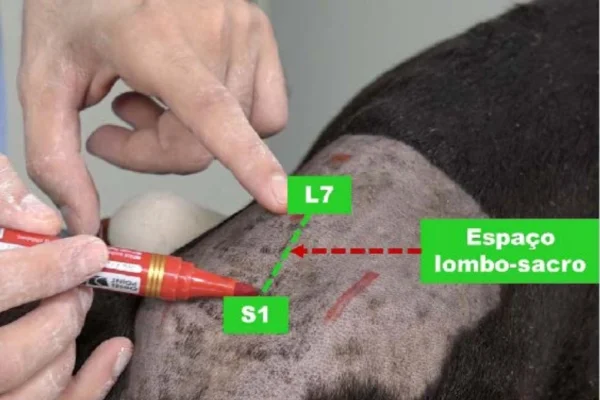 Anestesia Epidural em Cães (1)