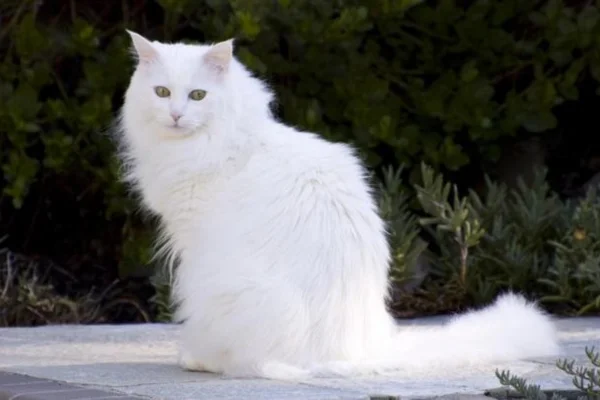 Turkish Angora