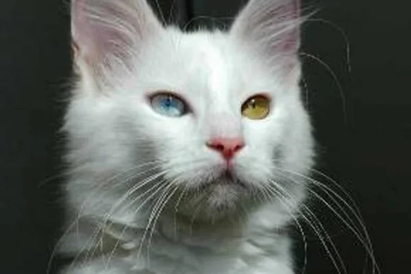 Turkish Angora