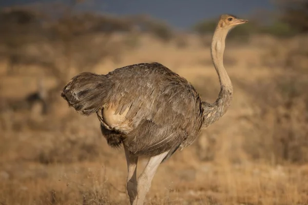 Can an ostrich fly?