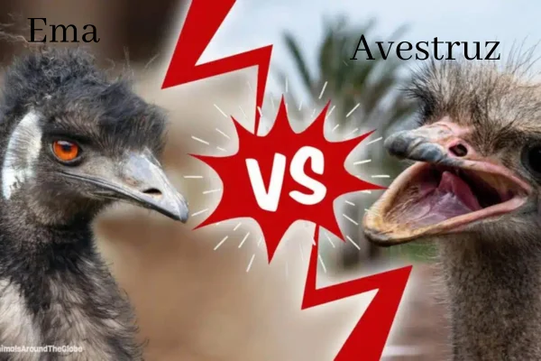 Ostrich and Ema What's the Difference (2)