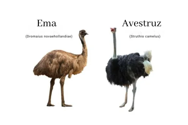 Avestruz e Ema qual a Diferença