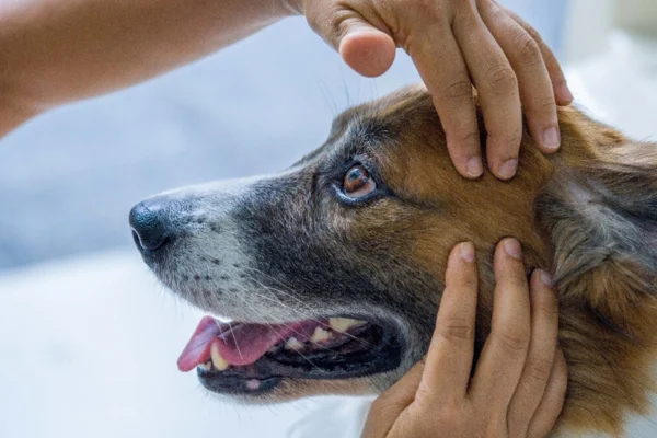 BRUCELLOSI CANINA 