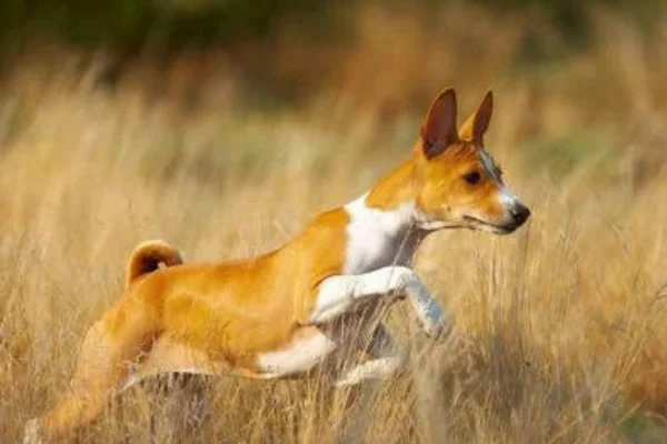 Basenji