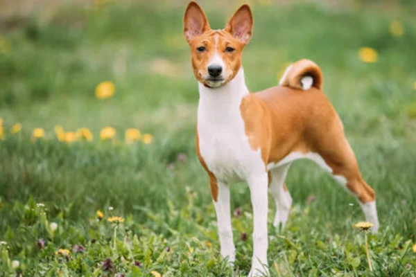 Basenji