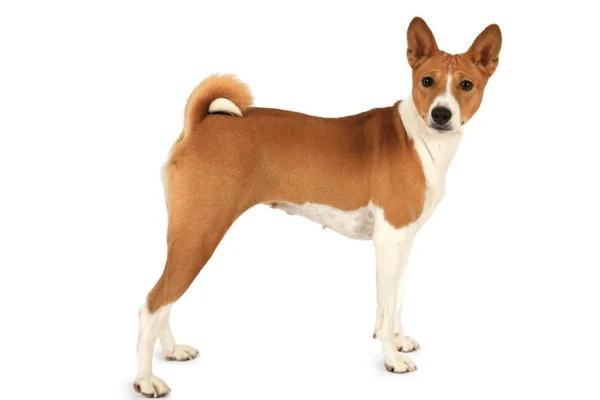 Basenji: O Cão que Não Late