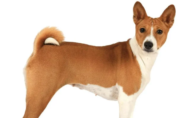 Basenji