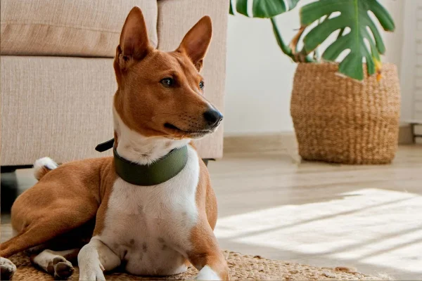 Basenji