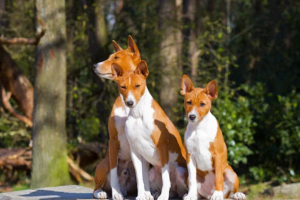 Basenji