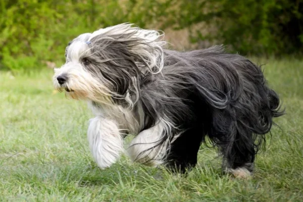 Bearded Collie 1 1 1