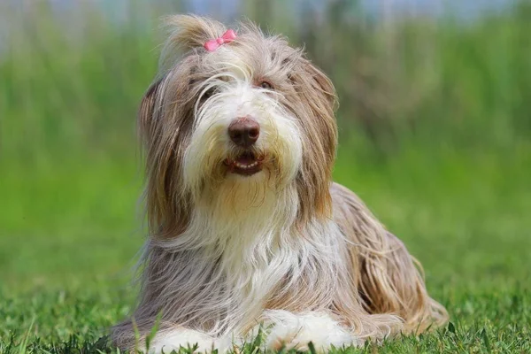 Bearded Collie (1)