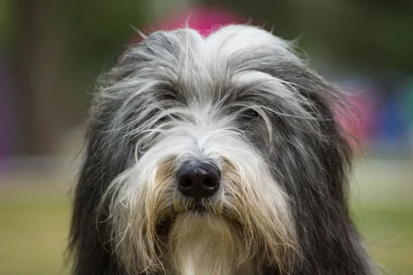 Bearded Collie