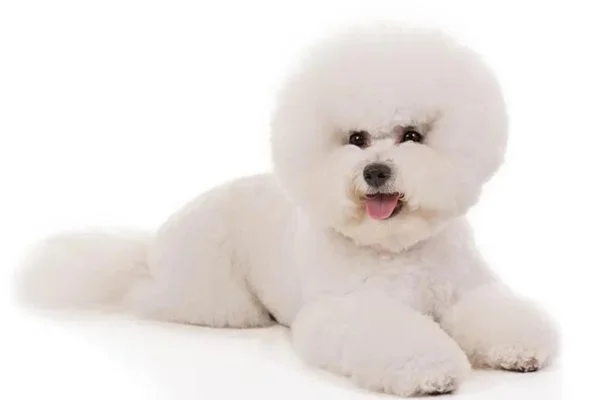 Bichon Frisé (1)