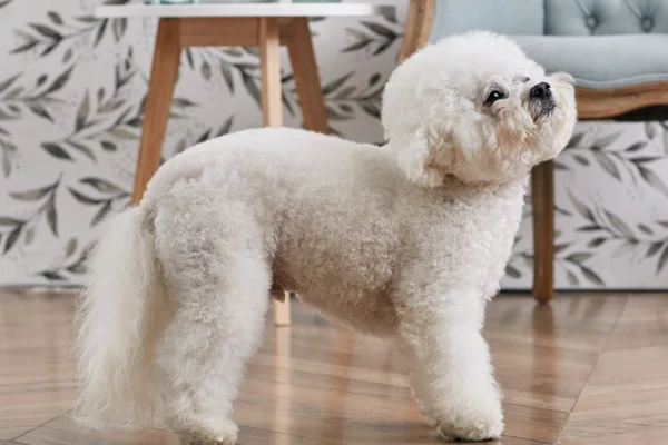 Bichon Frisé (1)