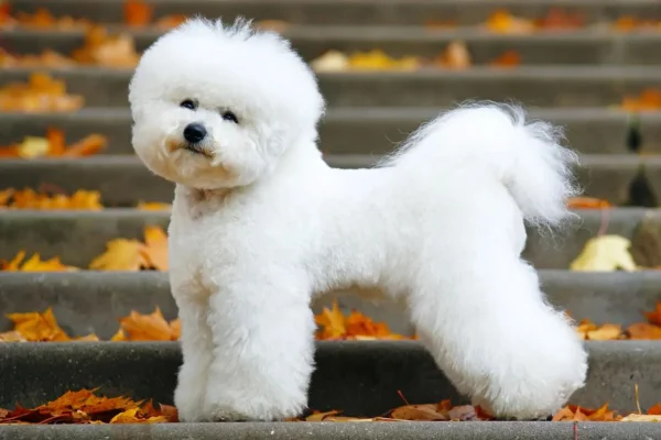 Bichon Frisé (1)