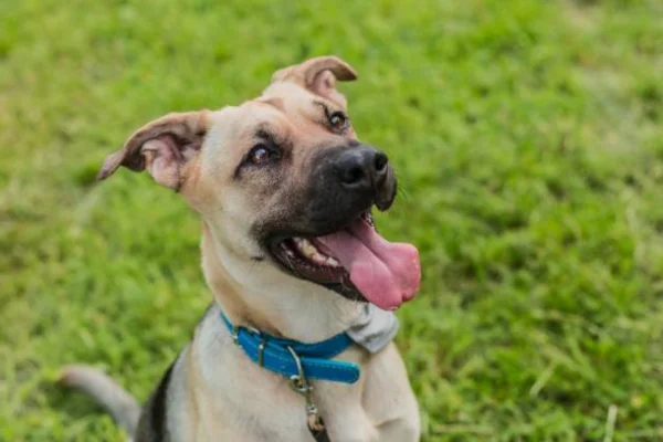 Black mouth cur 