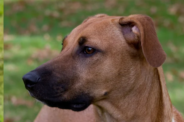 Black mouth cur